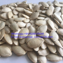 New Crop Raw Pumpkin Seeds Top Quality